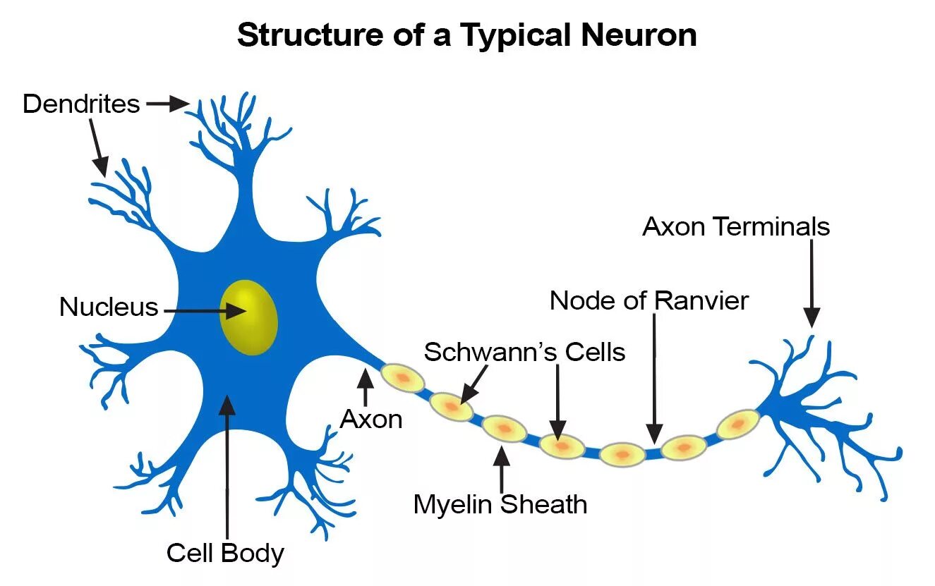 Neural write