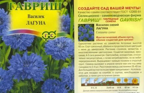 Василек посадка