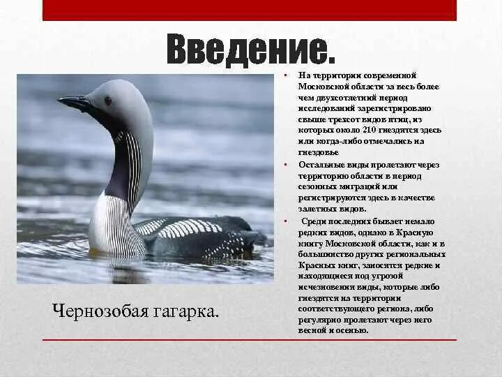 Сообщение о гагарке