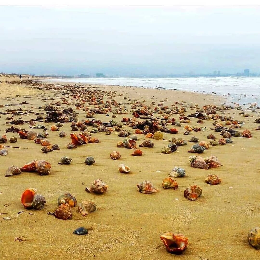 На берег выброшен грозою. Пляж Джемете Анапа. Пляж Джемете Анапа 2021. Джемете пляжи Джемете. Пляж Джемете Анапа после шторма.