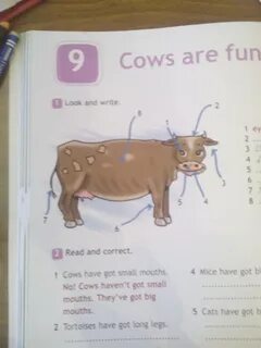 Cows haven t got small mouths