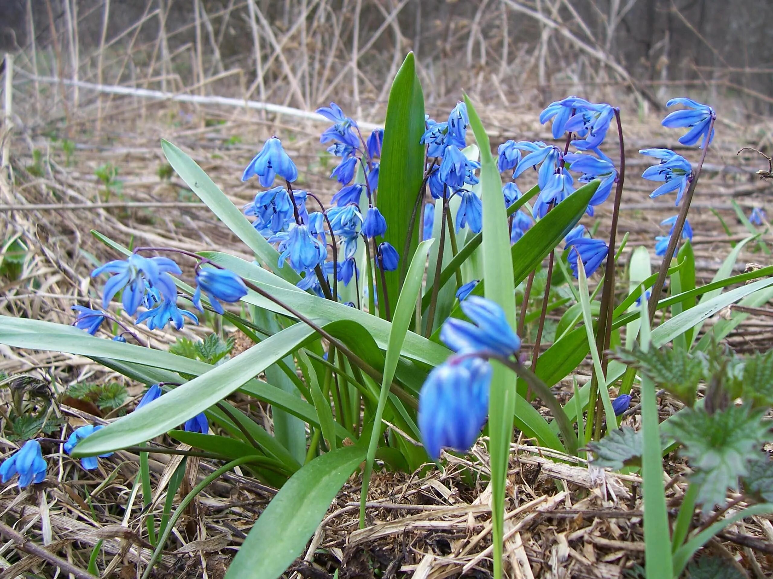 первоцветы пролеска. первоцвет весенний синие цветы. пролеска пролесковидная. синие первоцветы. синие первоцветы.