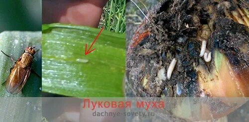 Чем полить лук от червяка в головке. Желтеет лук на грядке. Чем полить лук от червяка в головке. Фузариозная гниль пионов. Чем полить лук от червяка в головке.