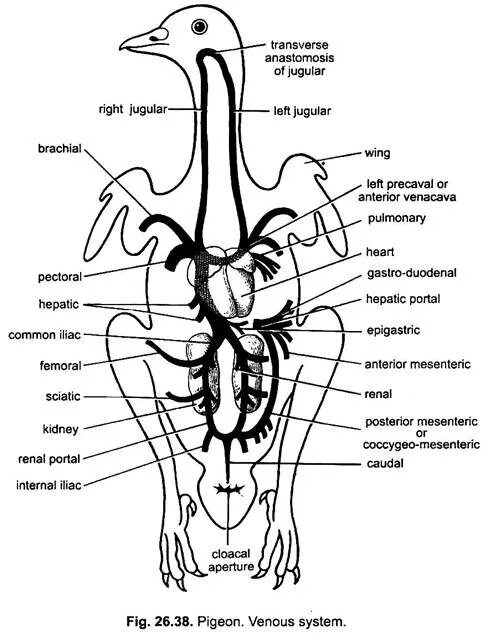 Circulatory System of Birds. The Internal structure of the Pigeon. Respiratory System of Birds. Схема кровообращения птиц