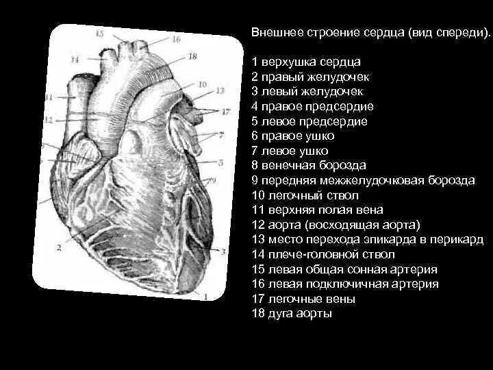 Обозначьте рисунок строение сердца. Наружное строение сердца вид спереди. Строение сердца человека вид спереди. Сердце вид спереди анатомия рисунок. Сердце вид спереди грудино реберная поверхность.