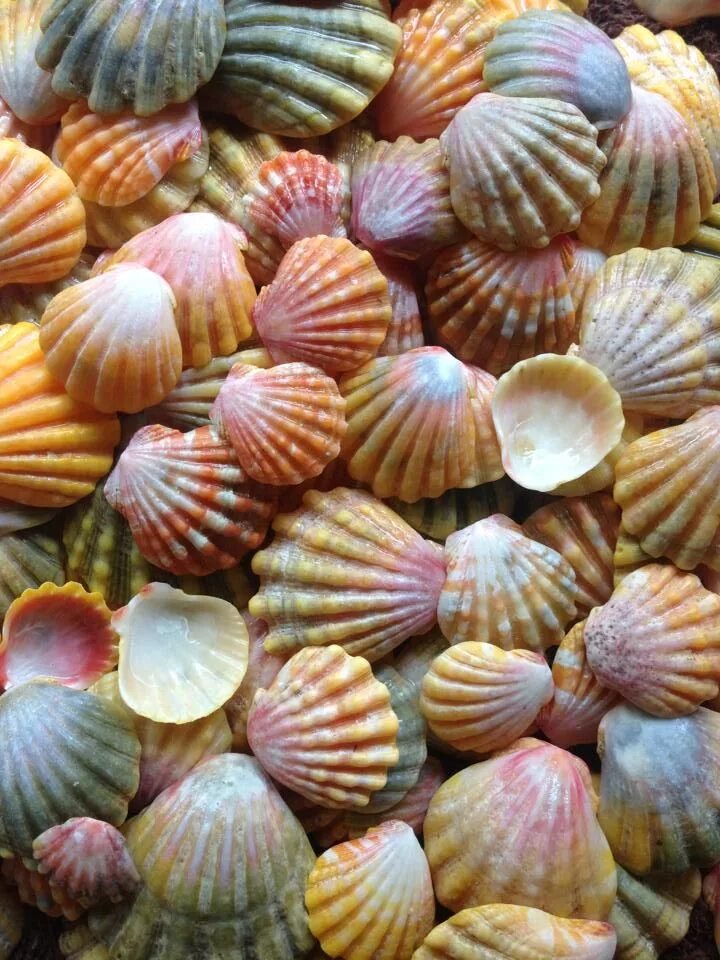 Sells seashells. Ракушка крылатка. Разноцветные ракушки. Морская раковина. Ракушки морские.