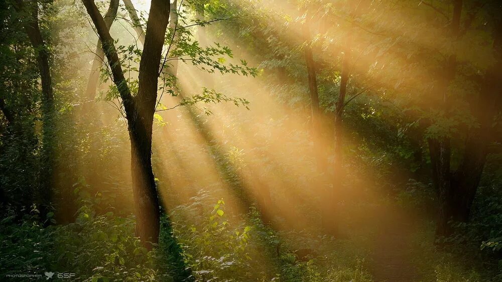 Дорога белела освещенная месяцем. Солнце сквозь деревья. Лучи в лесу. Лучи солнца. Луч света в лесу.