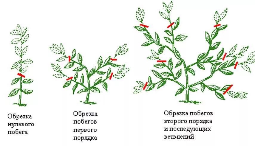 Формирование кроны лимона схема. Схема обрезки лимонного дерева. Формирование кроны домашнего лимона обрезка. Прищипывание побегов лимона схема. Прищипка вербены