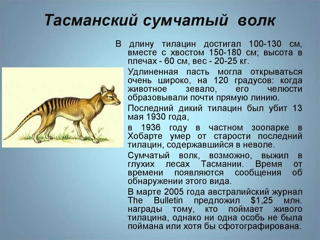 Назовите данные вымершие организмы. Тасманийский сумчатый волк. Сумчатый волк в Австралии. Чёрная книга вымерших животных сумчатый волк. Тилацин красная книга.