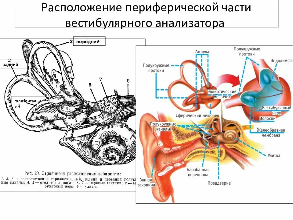 Какой цифрой обозначает вестибулярный аппарат. Строение вестибулярного анализатора анализатора. Функции периферического отдела вестибулярного анализатора. Строение периферического отдела вестибулярного аппарата. Отолитовый аппарат вестибулярного анализатора.