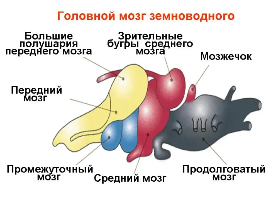 Мозг амфибии функции