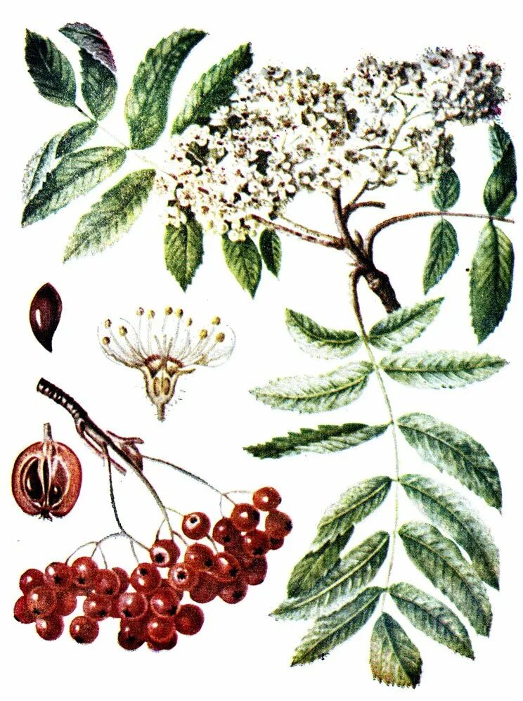 Sorbus aucuparia l.. Рябина обыкновенная ботаника. Рябина обыкновенная (Sorbus aucuparia l.). Рябина обыкновенная ЛРС.