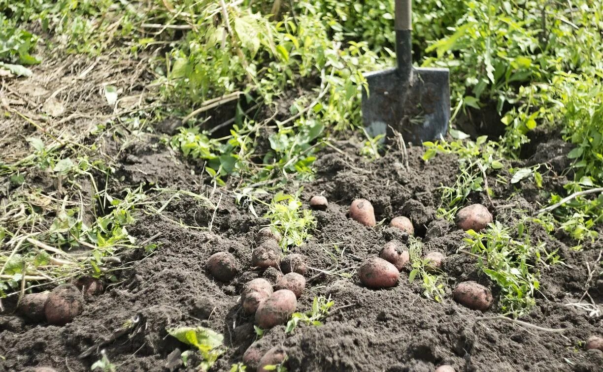 В какие дни можно сажать картошку. Картошка в огороде. Картошка на грядке. Картошка на даче. Огород с пасажанноц картошкой.