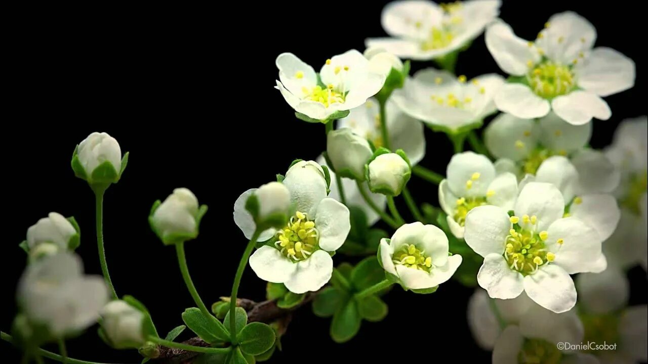 Wait flowers
