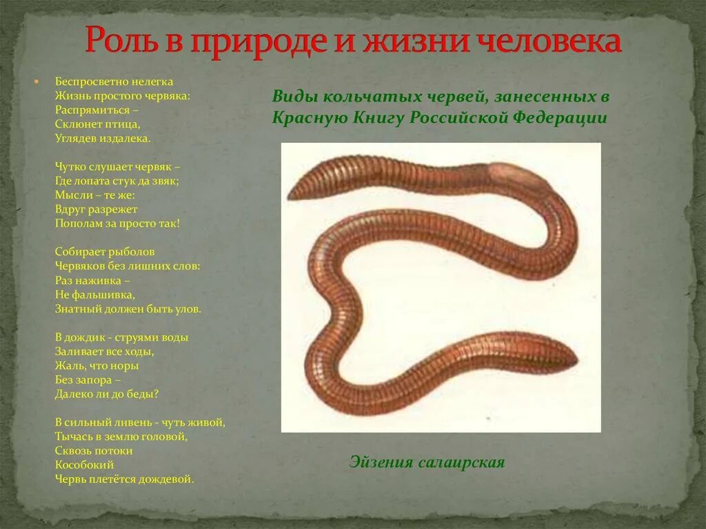 Дождевой червь 5 класс биология. Малощетинковые кольчатые черви. Дождевой червь кольчатый. Интересные факты о кольчатых червях.