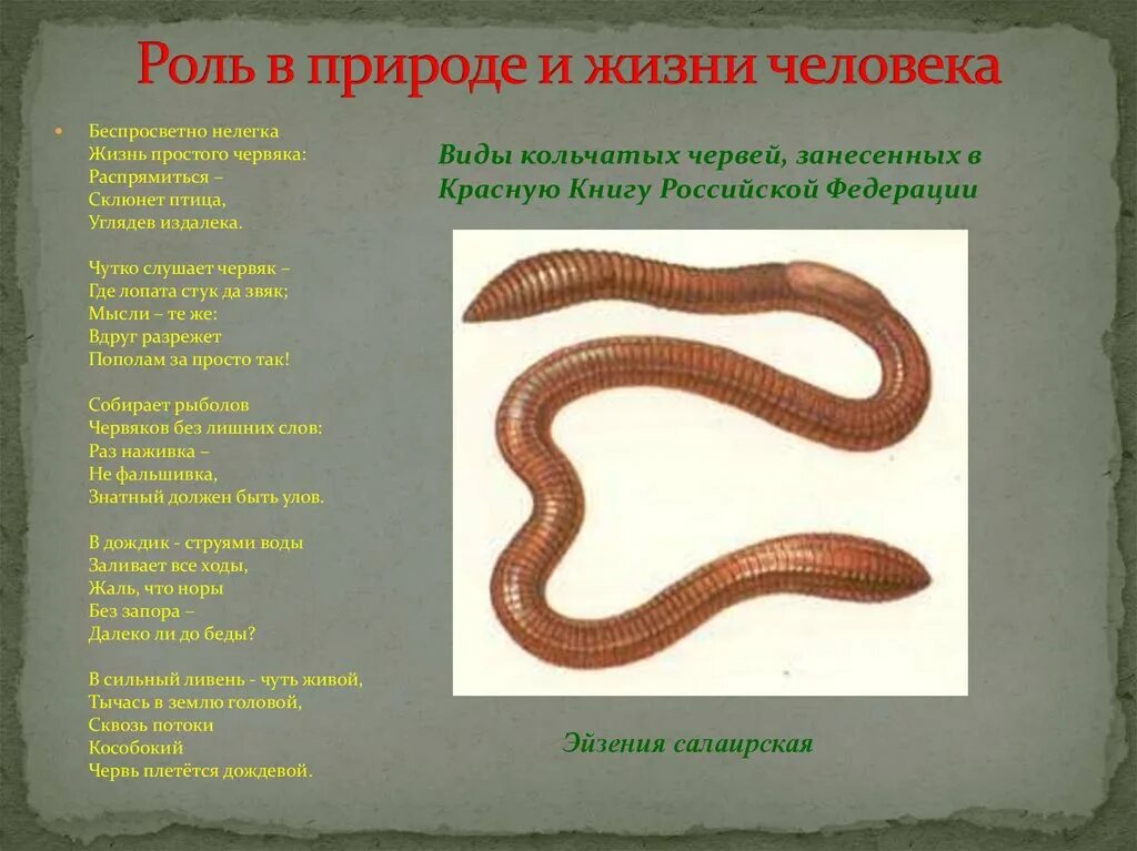 Класс дождевого червя биология. Малощетинковые кольчатые черви. дождевой червь кольчатый. интересные факты о кольчатых червях.