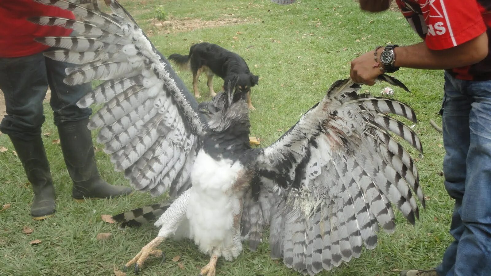 Они могут похитить душу... Harpy eagle, Wild creatures, Beautiful birds