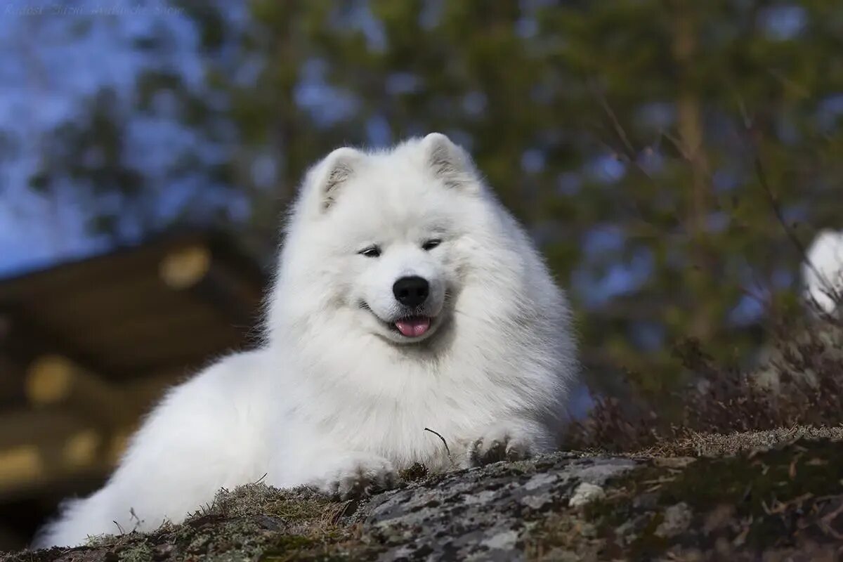аляскинский самоед. самое собака фото. аляскинский самоед. сибирская лайка самоед. самое собака фото.
