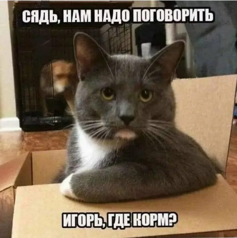 Очень хочу поговорить. Мемы с котом. Кот нам надо поговорить. Кот Мем. Кот садись нам надо поговорить.