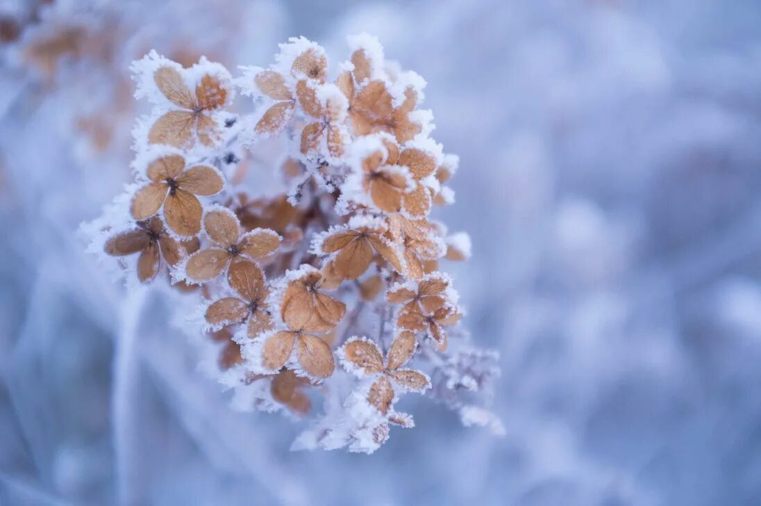 Flowers winter music