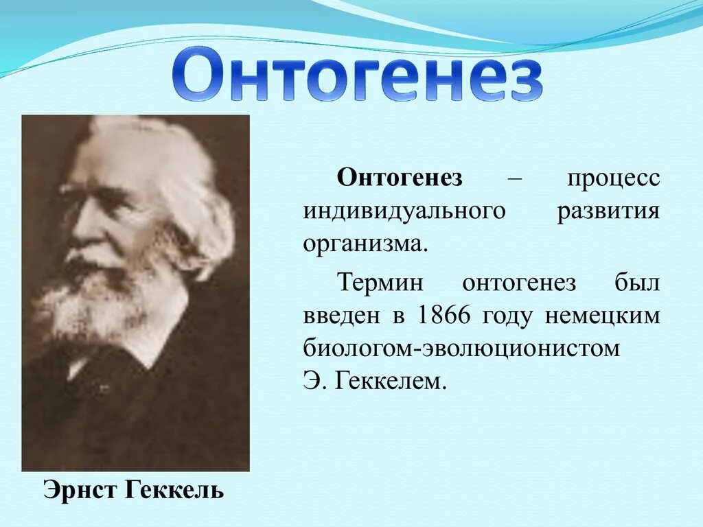 Как называется индивидуальное развитие человека. Эрнст Геккель онтогенез. Онтогенез. Онтогенез это в биологии. Онтогенез презентация.