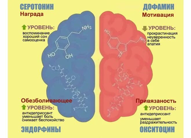 Мозг вырабатывает эндорфины. Гормоны дофамин серотонин Эндорфин окситоцин. Гормоны настроения. Гормоны влияющие на настроение. Какие гормоны отвечают за настроение.