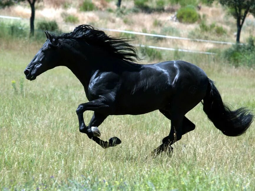 Про черного коня. Лошадь гнедой Мустанг. Пегий Мустанг. Чистокровный Мустанг. Чистокровный Мустанг лошадь.