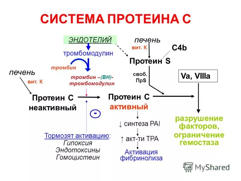 Гомоцистеин резист