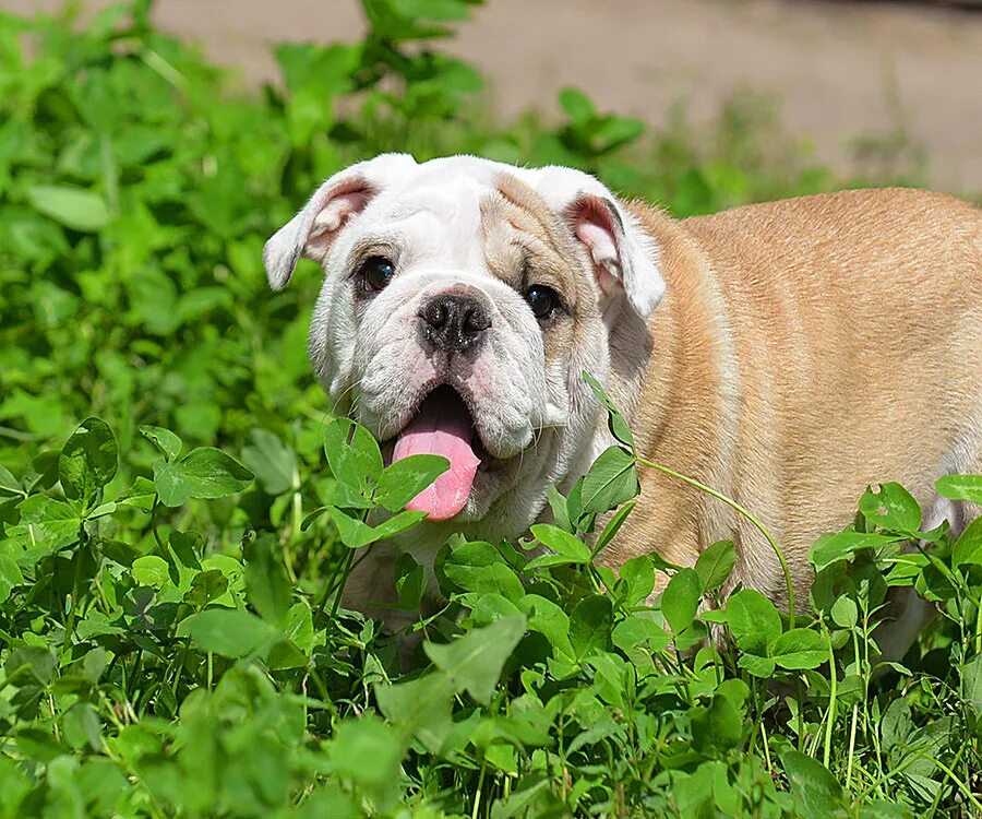 собачка английский лорд. английский бультерьер питомник. английские питомники собак. сеттер пегий. Fillari u-lya-lya лабрадор.