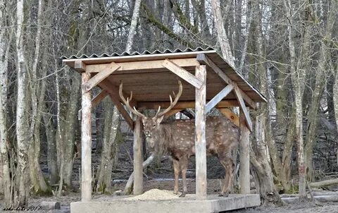 В большом загоне для оленей росли деревья