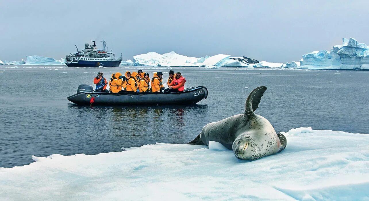 Антарктида 34 Экспедиция. Экспедиция в Антарктиду 2023. Финвал Антарктиды. Тюлень Уэдделла.