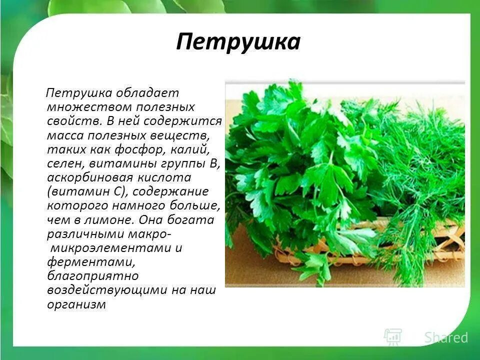 Полезные травы петрушка. Зелень кинза. Как используют петрушку. Петрушка полезныеисвойства. Как используют петрушку.