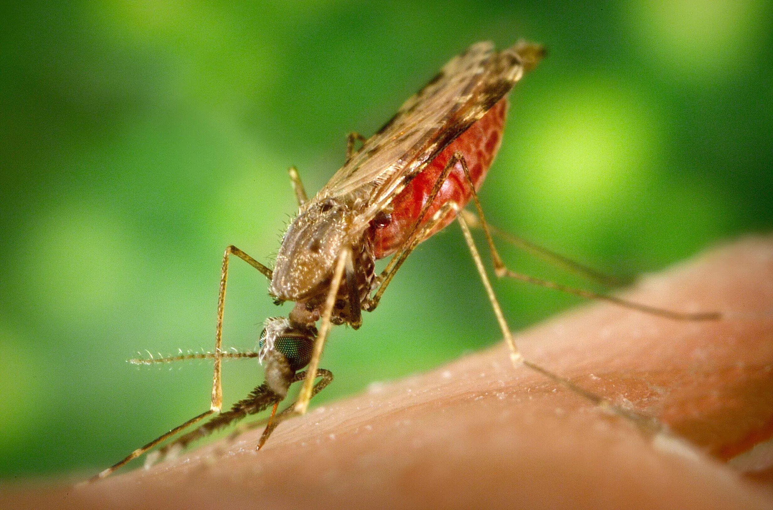 Малярия в домашних условиях. Малярийный комар. Анофелес малярийный. Малярийных комаров. Малярийный Москит.