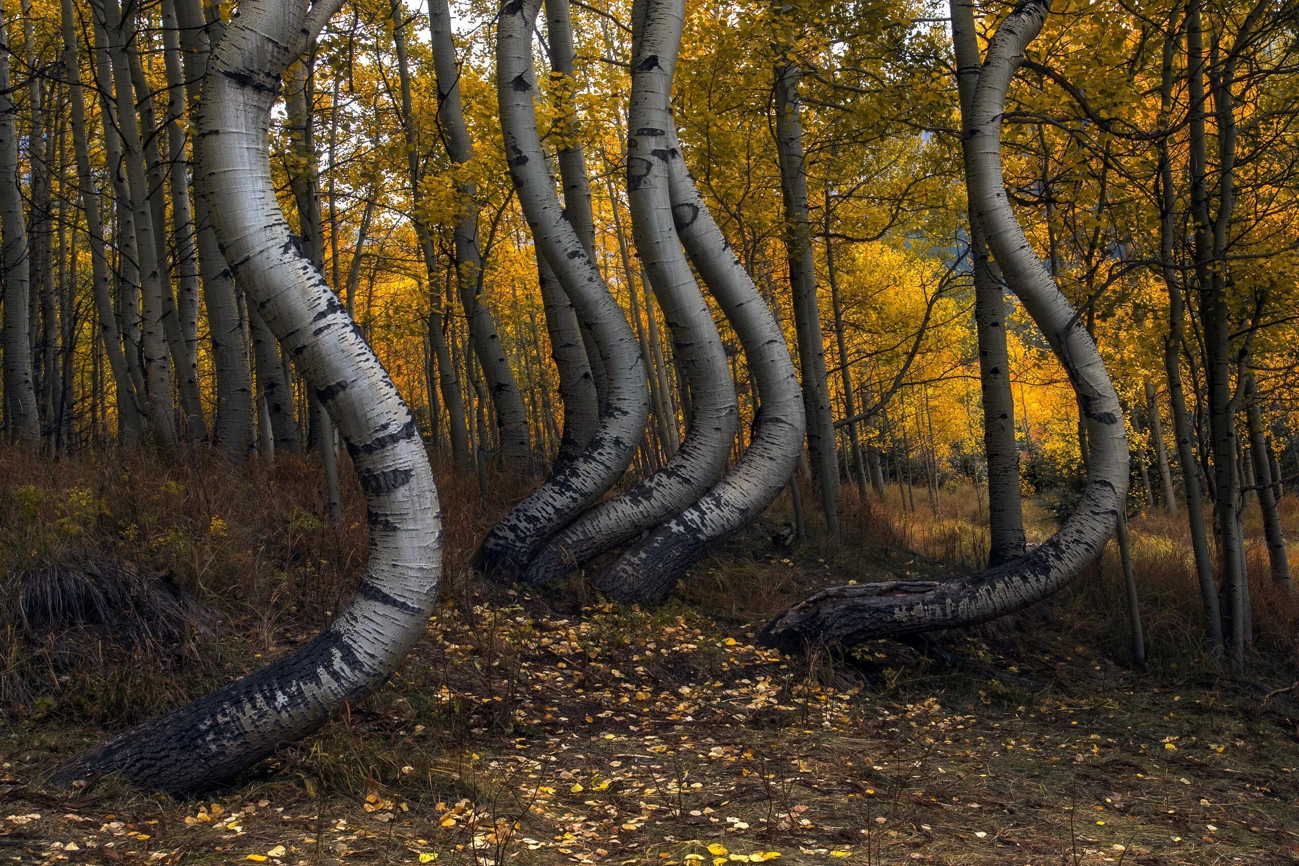 Кривой лес Грыфино Польша. Изогнутые деревья. Необычные березы. Ствол дерева.