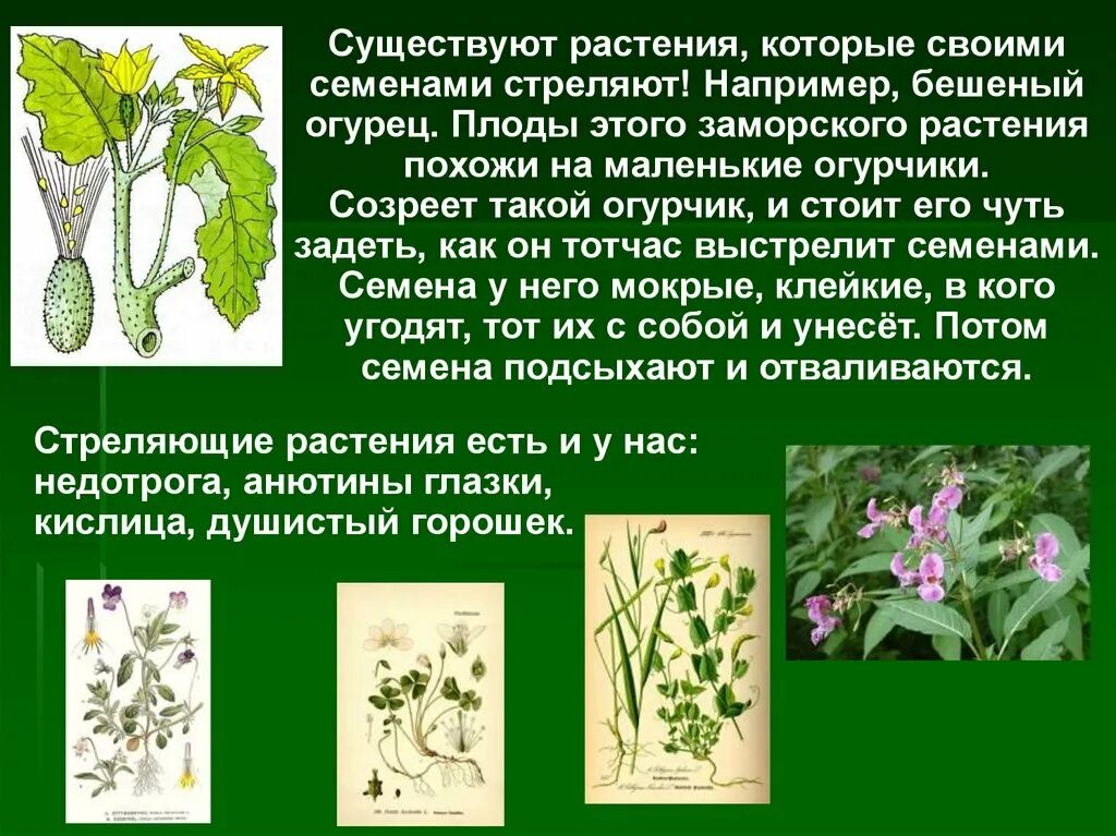Тема жизнь растений. Размножение и развитие растений. Растения которые стреляют своими семенами. Размножение растений 3 класс. Растения для презентации.