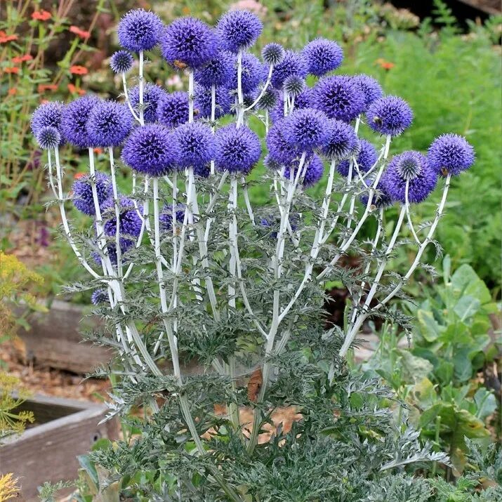 File:PassifloraCaerulea Bluete von oben.jpg - Wikipedia