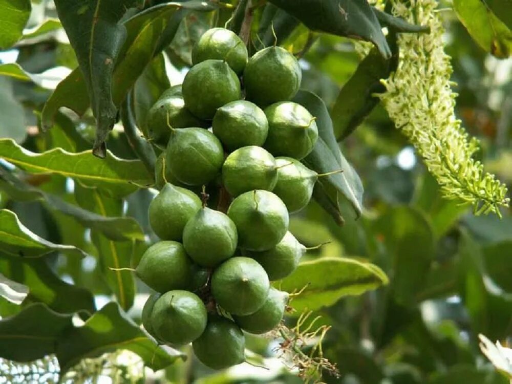 В каких странах растет макадамия. Macadamia ternifolia. Макадамия дерево. Макадамский орех дерево. Австралийский орех макадамия дерево.