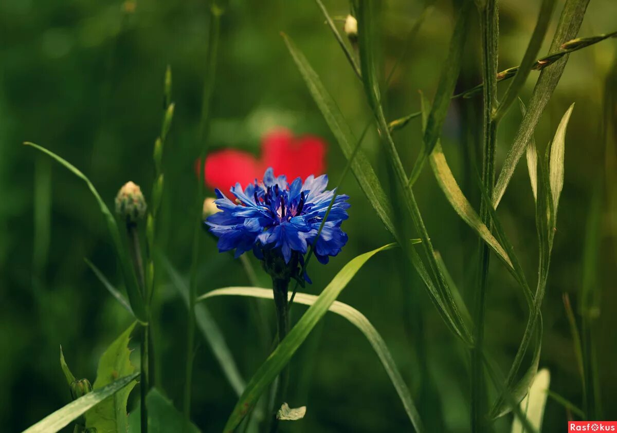 василек красный. василёк карлик красный. василек красный. василек красный. василек вишневая корона семена.