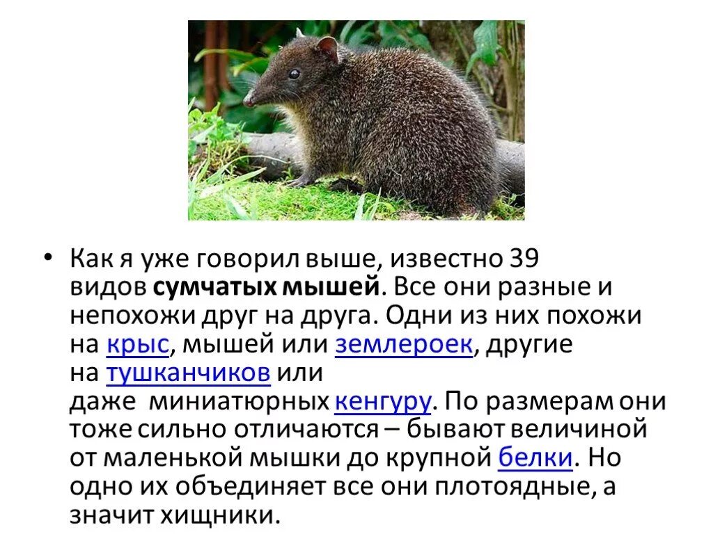 Сумчатый симулянт 7 букв кроссворд