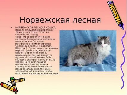 Имея кошке