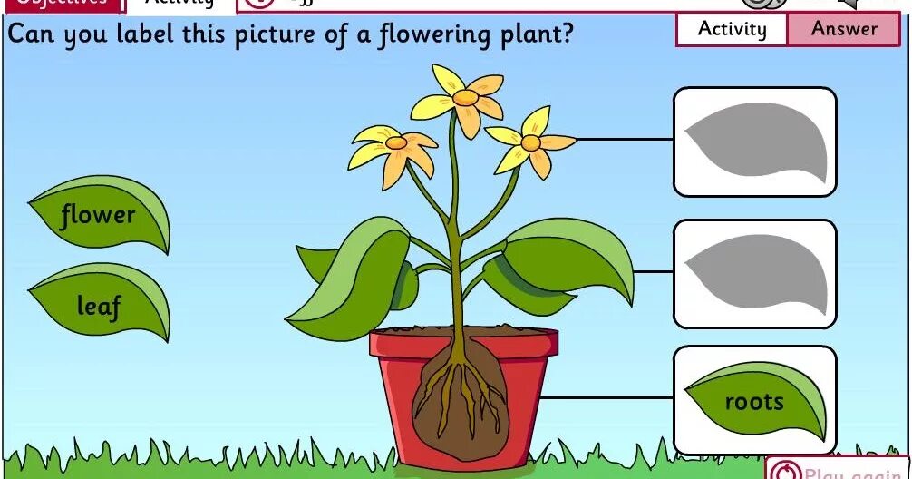 Как растет цветок. Plants для детей. Как растут растения для детей. Growing Plants Worksheets.