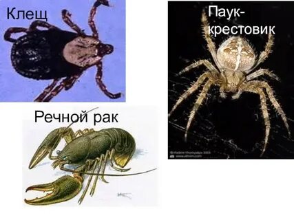 Речной рак и паук крестовик