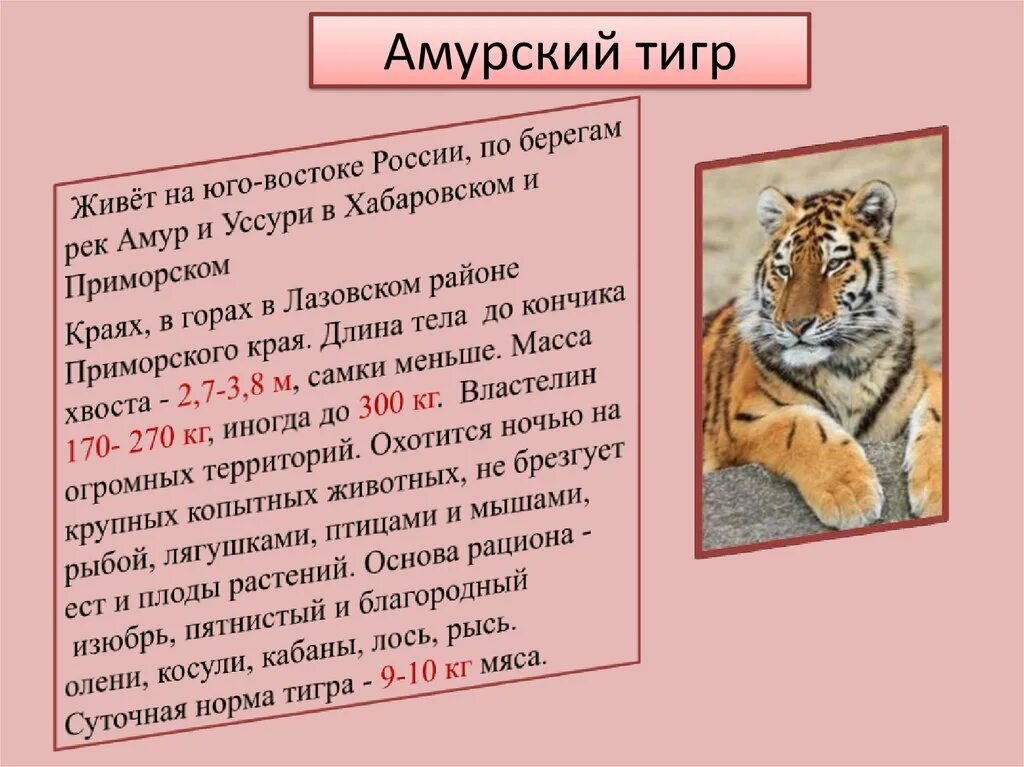 Тигр внесен красную книгу. Амурский тигр красная книга. редкие тигры из красной книги. о амурском тигре из красной книги. статьи про амурских тигров.