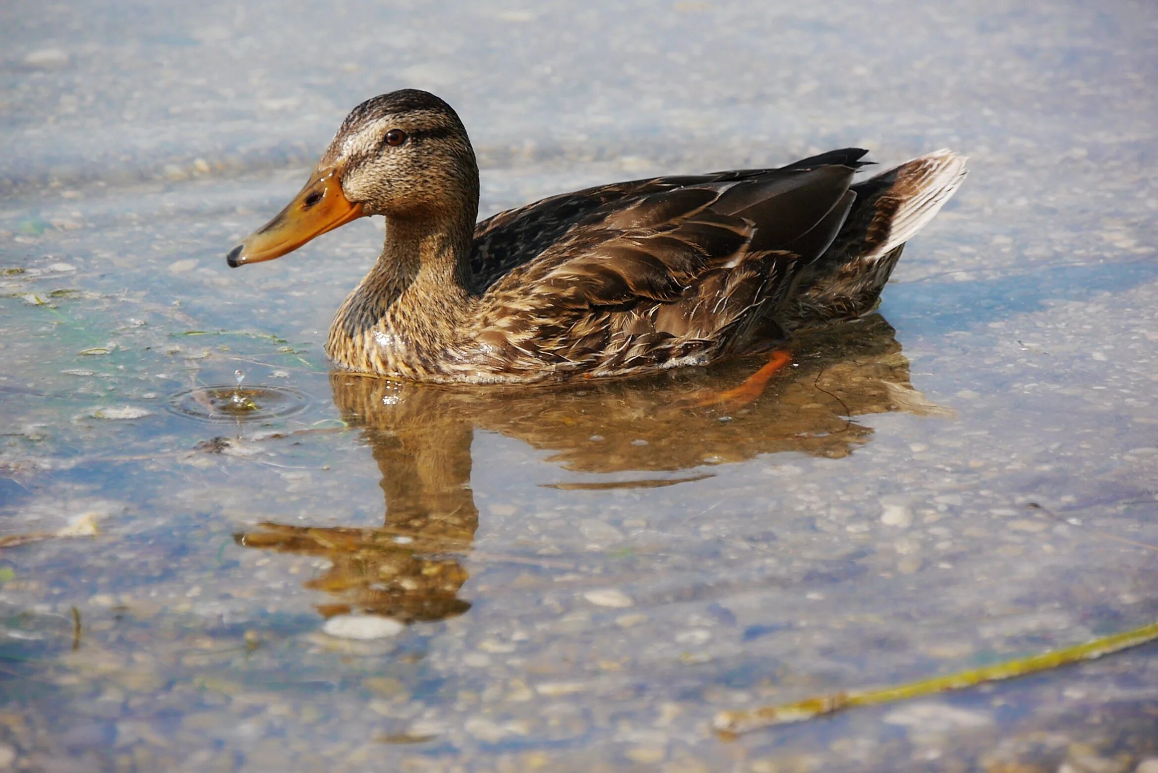Duck duck images
