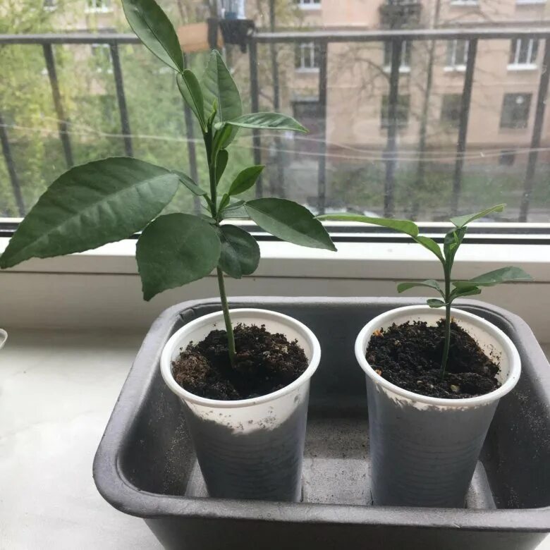 Помело из косточки. Росток помело. росток помело из косточки. всходы помело. помело отросток.