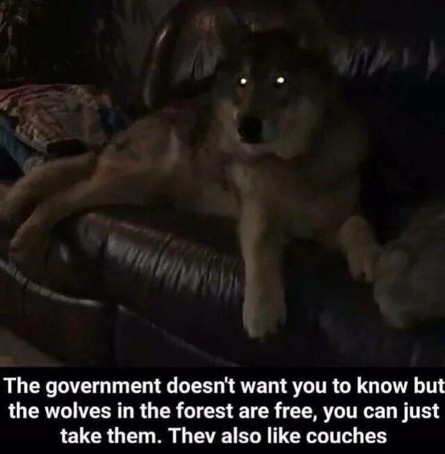 You are the wolf. Inside you there are two wolves. inside you there are two wolves they deserve it. wolves are er than aren&#039;t they.