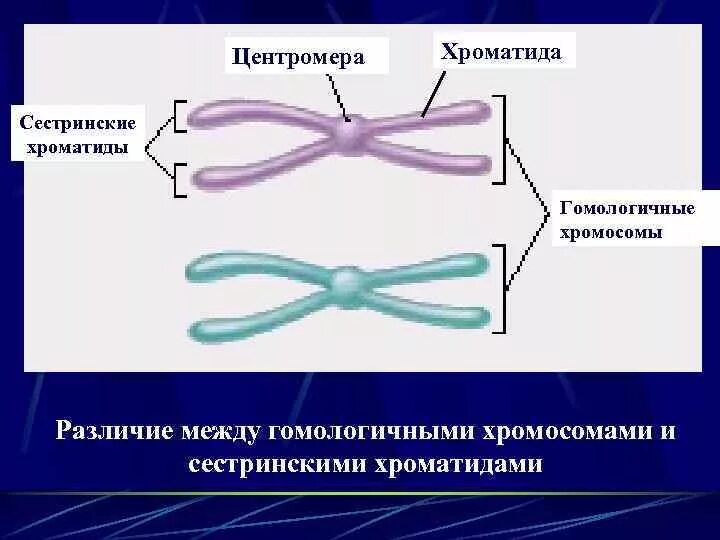 В разных парах гомологичных хромосом. Функции хроматиды в хромосоме. строение хромосомы центромера. хроматида это центромера это строение хромосомы. сестринские хромосомы и хроматиды.