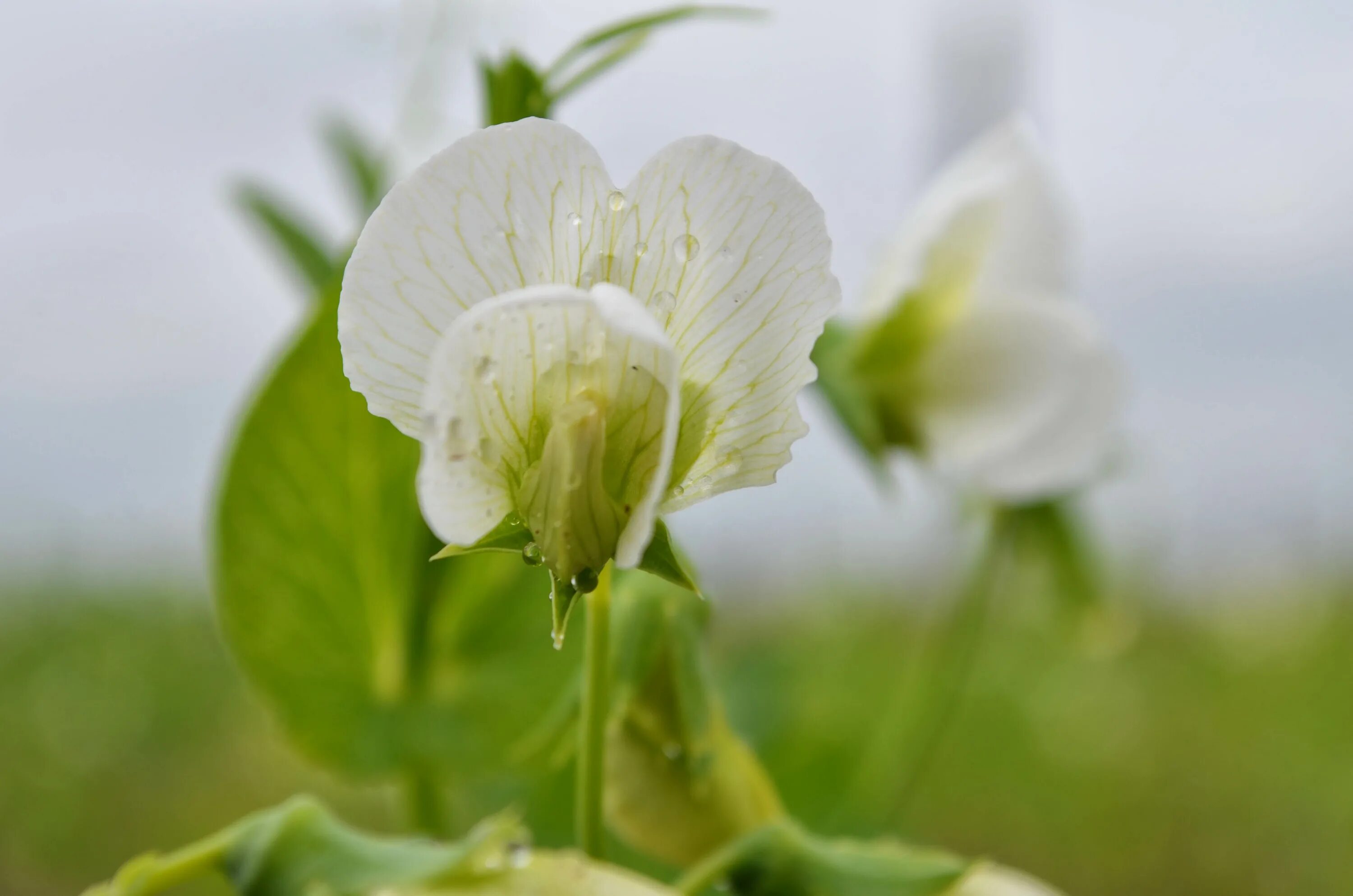 цветение гороха посевного. мотыльковый горошек. цветы мотылькового горошка. Pisum sativum - горох посевной. Pisum sativum.