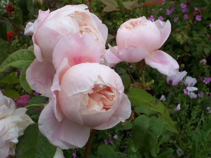 Фото клер роуз. Роза клер роуз. сорт розы клэр роуз. роз тэльма (rose thelma). rose thelma роза.