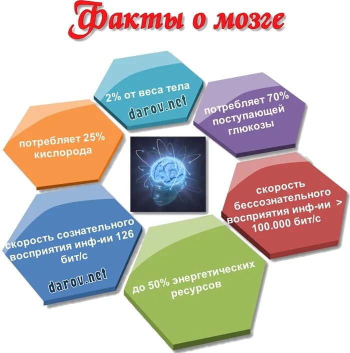 Интересные факты о мозге. Интересные факты о мозге человека. Интересное про мозг. Занимательный факты о мозге.